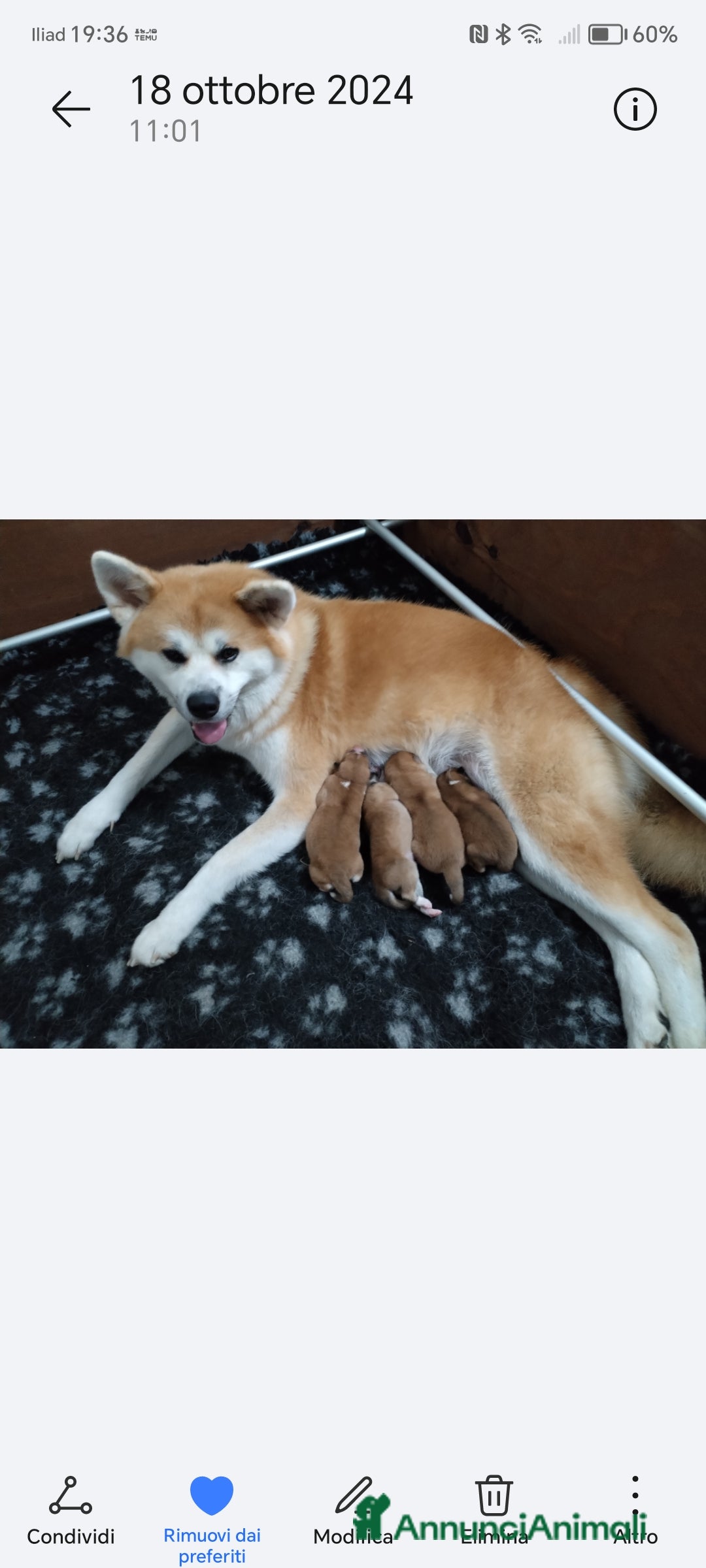 Akita Inu cani in vendita: Cuccioli di Akita LOMBARDIA  - Annuncio 13