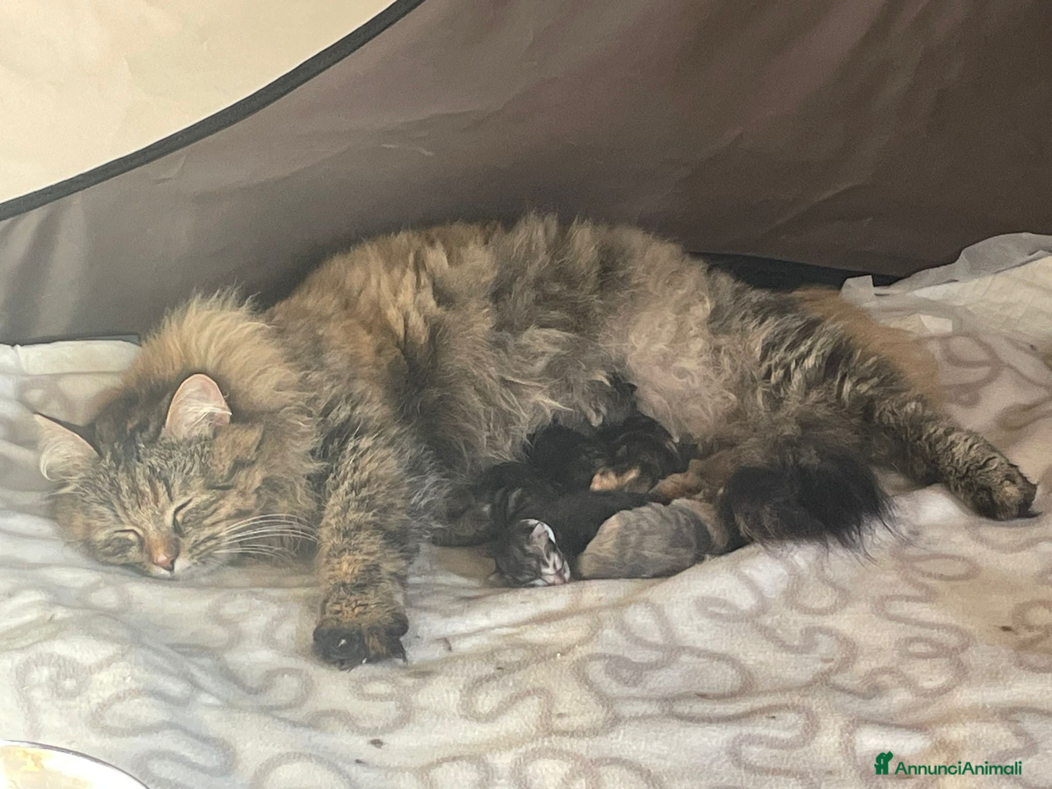 Siberiano gatti in vendita: URANIA -Bellissima cucciola black silver tabby  - Annuncio 5