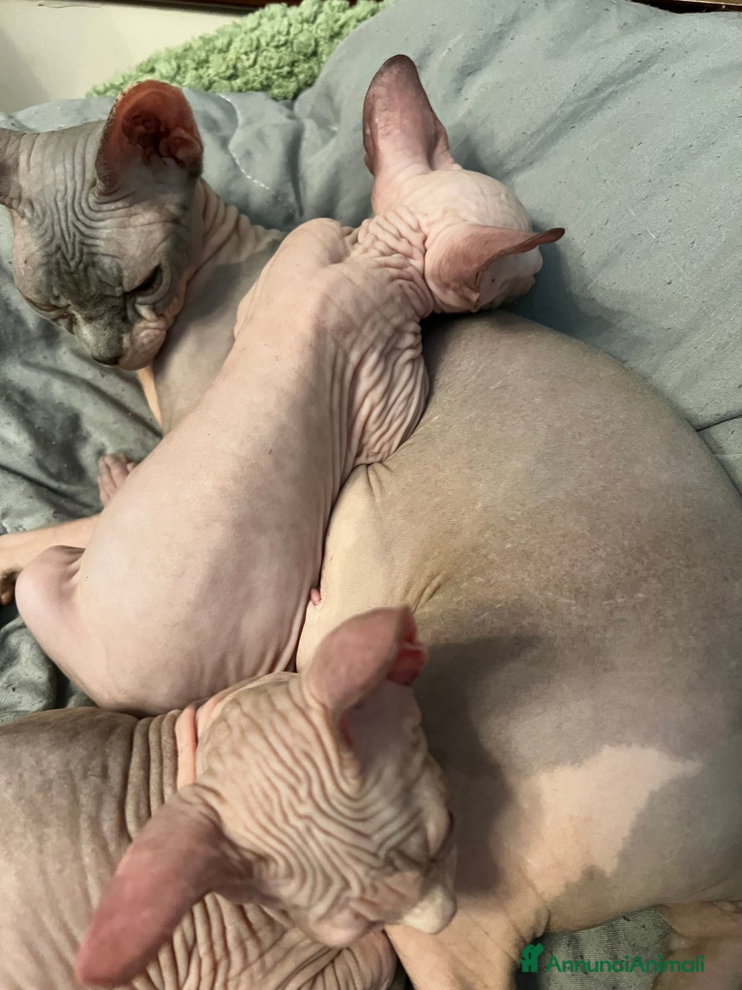 Sphynx gatti in vendita: Sphynx  - Annuncio 8