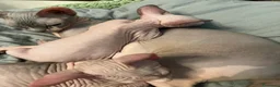 Sphynx gatti in vendita: Sphynx  - Annuncio 8