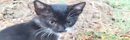Meticcio gatti in regalo: simpatici gattini  - Annuncio 1