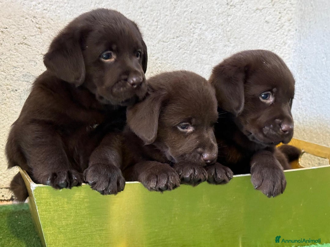 Labrador cani in vendita: Labrador  a Città metropolitana di Milano - Immagine 1