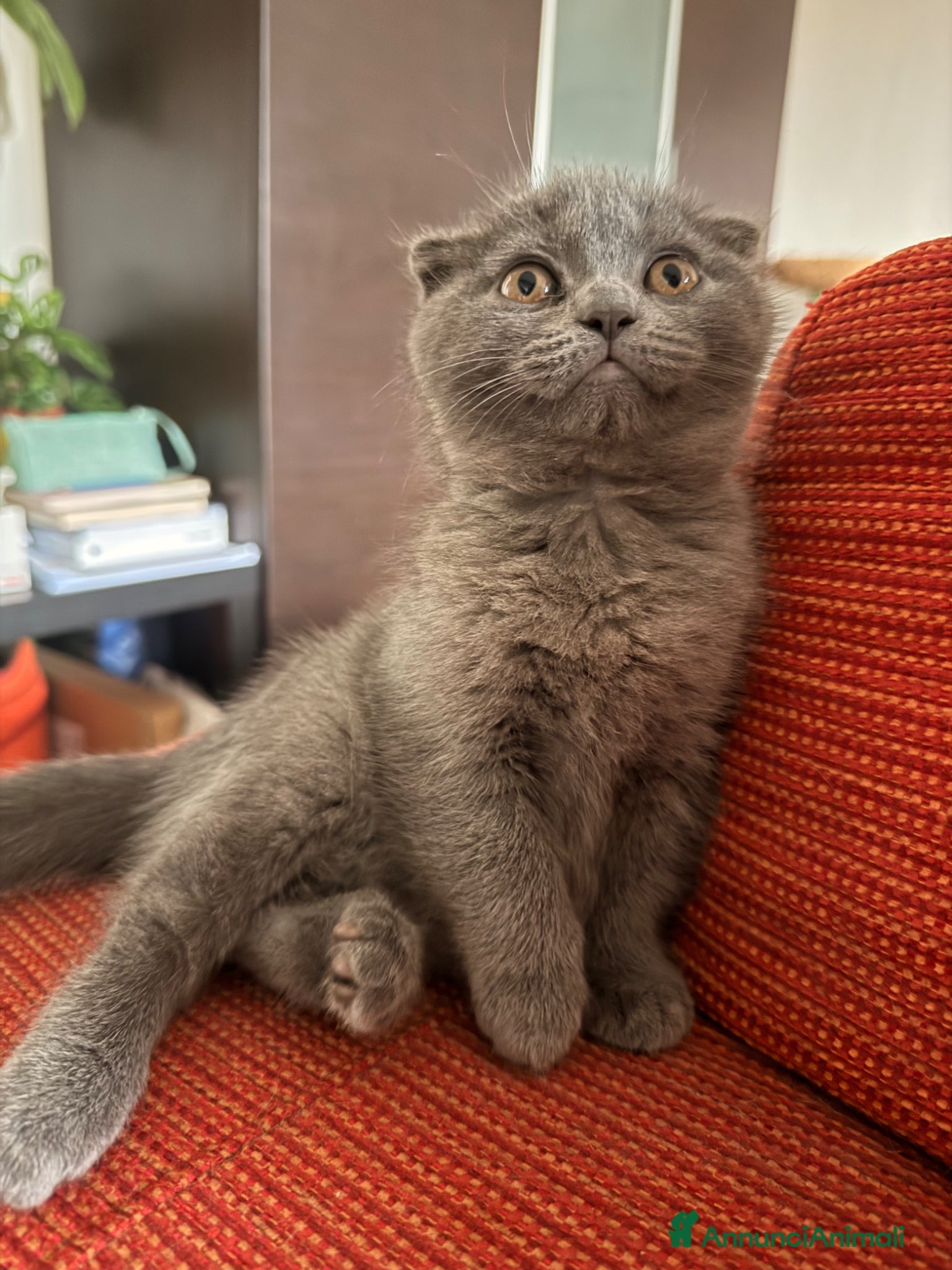 Scottish gatti Gattina Scottish Fold Blue - Annuncio 2