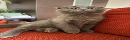Scottish gatti in vendita: Gattina Scottish Fold Blue a Provincia di Parma - Annuncio 1