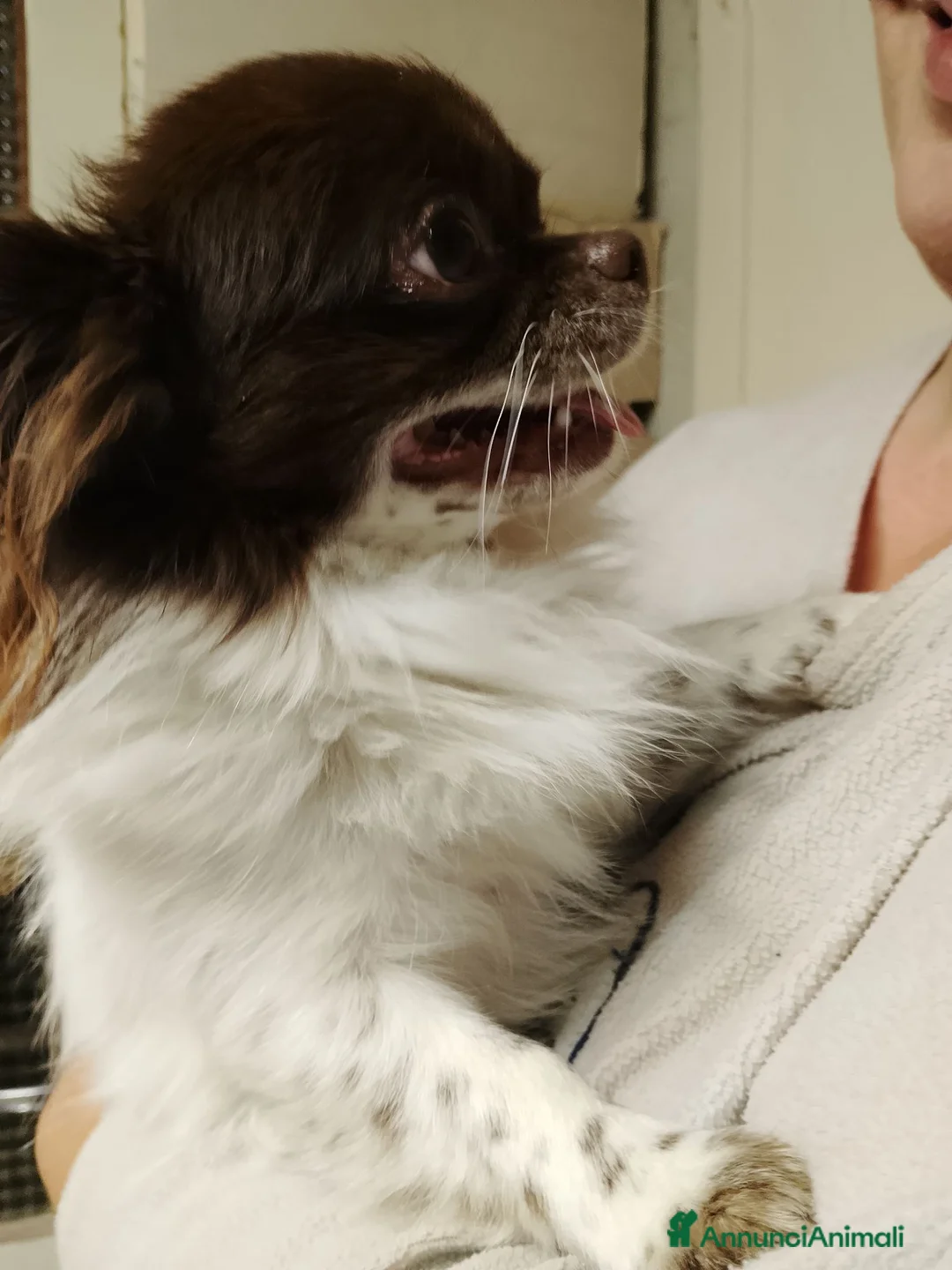 Chihuahua cani per accoppiamento: Accoppiamento  a Provincia di Bergamo - Annuncio 5
