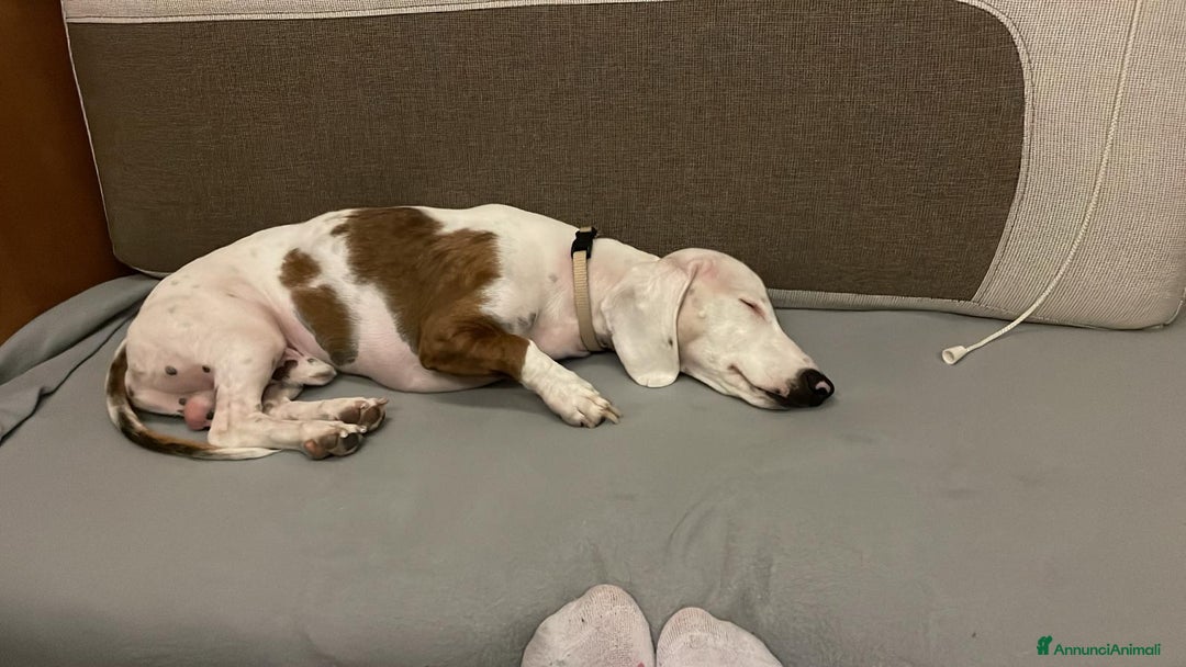 Bassotto cani per accoppiamento: Aron bassotto  - Annuncio 3