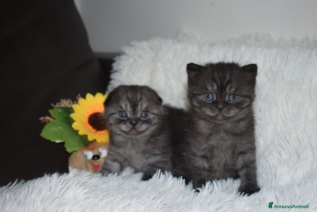 Scottish gatti in vendita: Scottish fold e straight - Annuncio 6