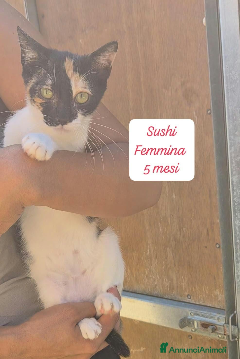 Altre razze gatti in regalo: S.o.s. micini da salvare  - Annuncio 11