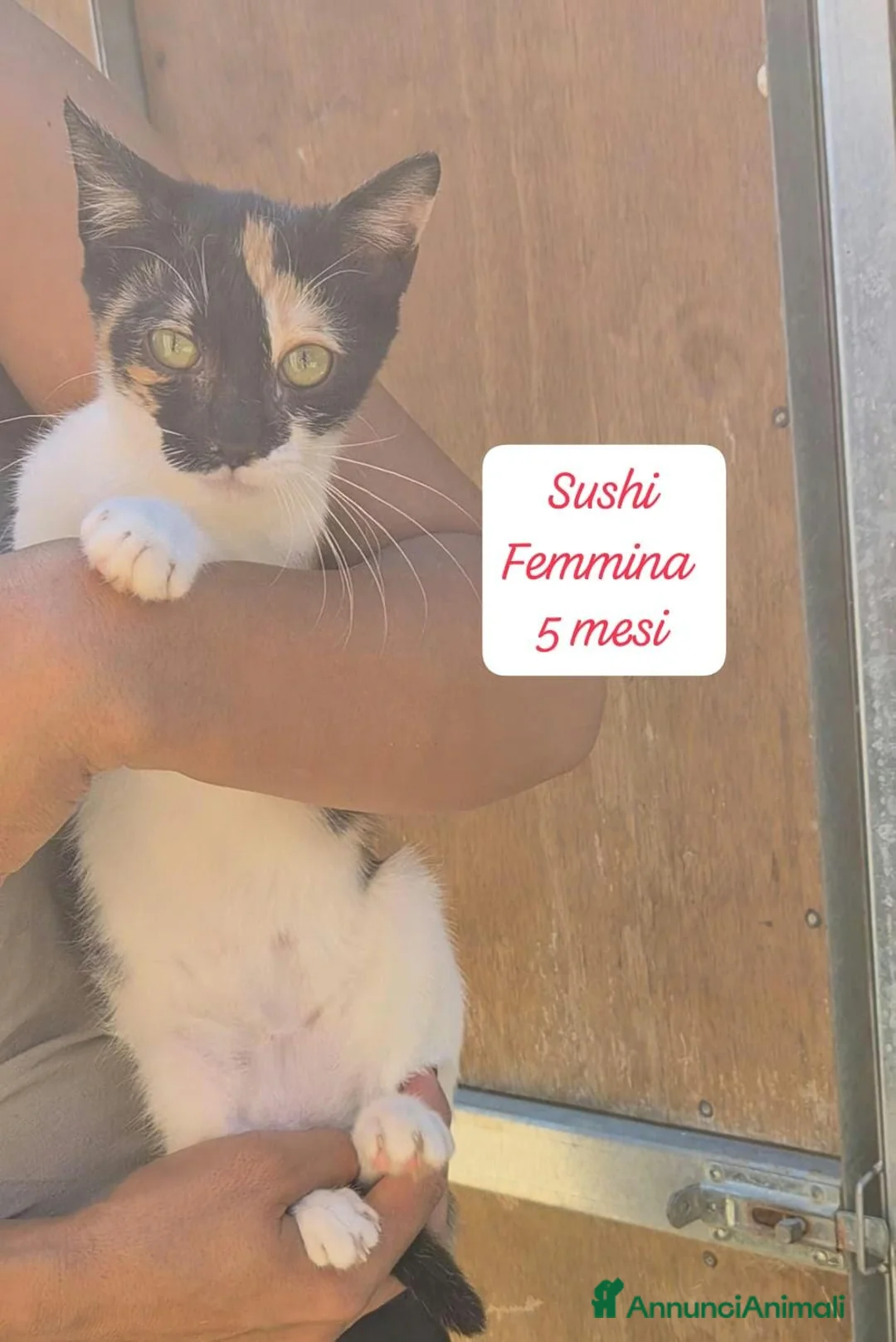 Altre razze gatti in regalo: S.o.s. micini da salvare  a Città Metropolitana di Bologna - Annuncio 1