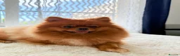 Volpino Pomerania cani in vendita: Volpino Pomerania nano - Annuncio 4