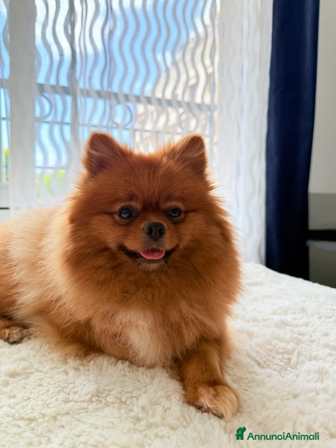 Volpino Pomerania cani in vendita: Volpino Pomerania nano - Annuncio 4