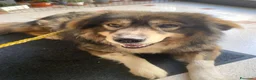 Pastore dei Carpazi cani in regalo: Max, gigante buono - Annuncio 12