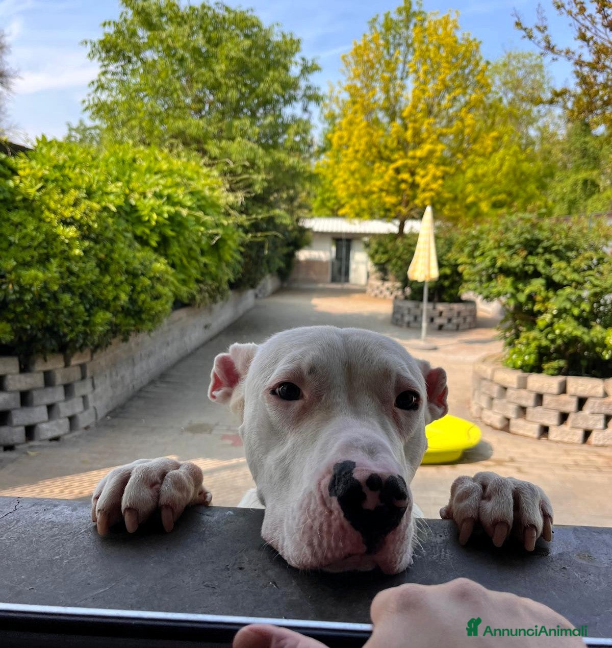 Dogo Argentino cani ALBINO DOGO ARGENTINO - Annuncio 20