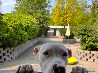 Dogo Argentino cani ALBINO DOGO ARGENTINO - Annuncio 24