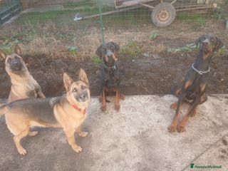 Dobermann cani Dobermann adulti non cucioli regalato - Annuncio 7