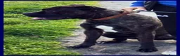 Meticcio cani in regalo: TYSON giovane mix pit a Città metropolitana di Milano - Annuncio 3