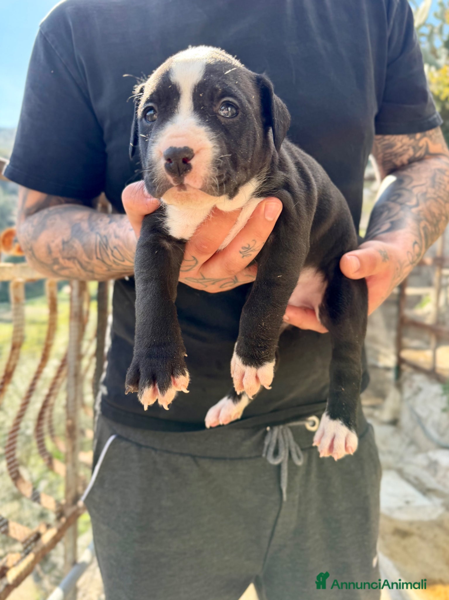 Pitbull cani Cuccioli Pitbull UKC Black,Red,Blue Nose - Annuncio 10