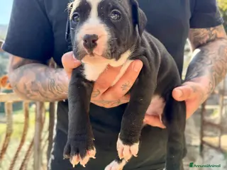 Pitbull cani Cuccioli Pitbull UKC Black,Red,Blue Nose - Annuncio 10