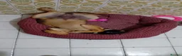Meticcio cani in regalo: Wendy a Città metropolitana di Roma Capitale - Annuncio 26