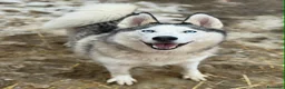 Husky cani in regalo: CINDY, splendida HUSKY cerca famiglia! - Annuncio 4
