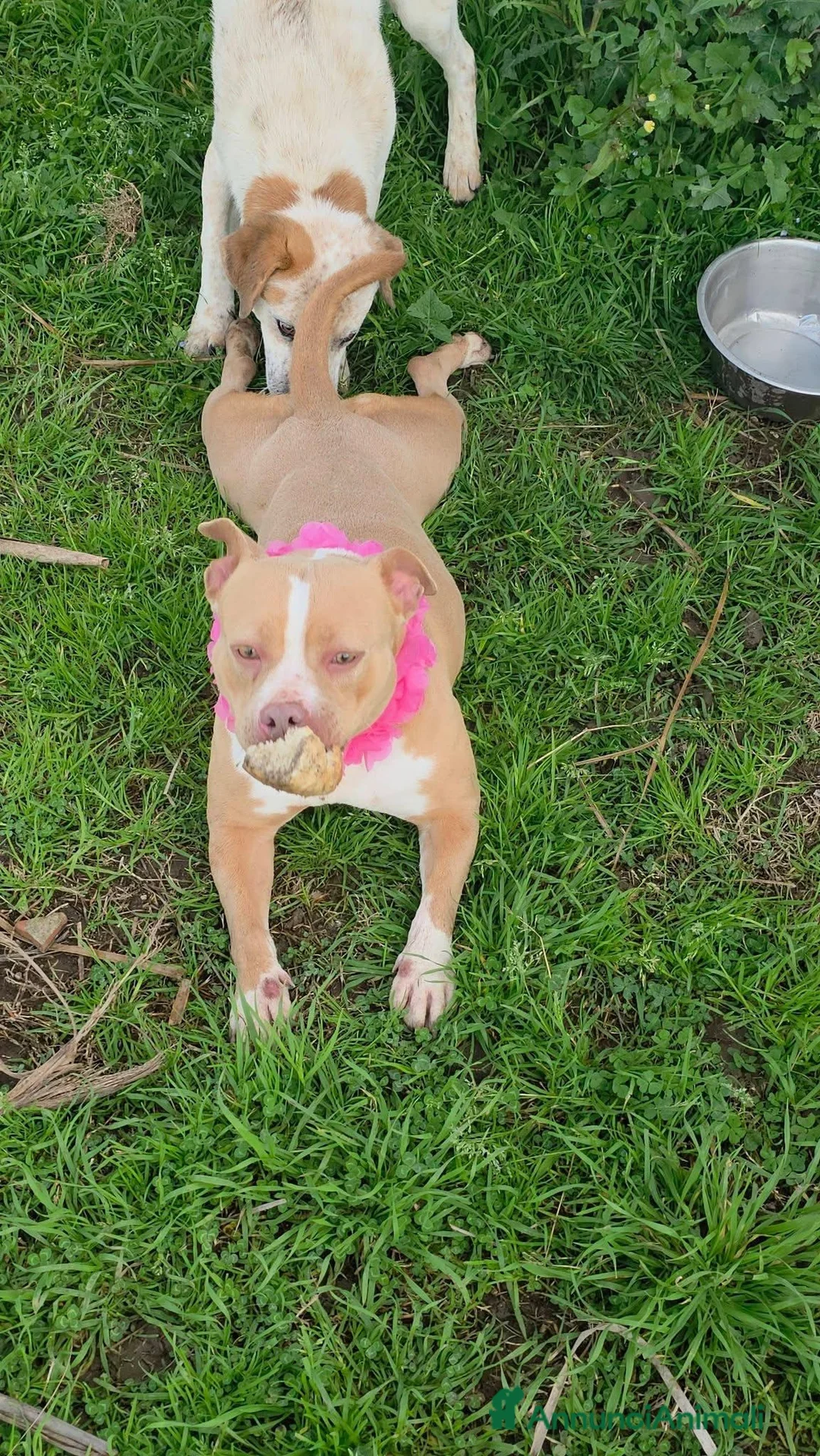 American Bully cani in regalo: American Bully (LORNA) - Annuncio 2