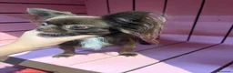 Chihuahua cani in vendita: Chihuahua pelo lungo bicolore - Annuncio 3