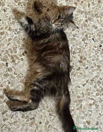 Maine Coon gatti Maine Coon - Annuncio 6