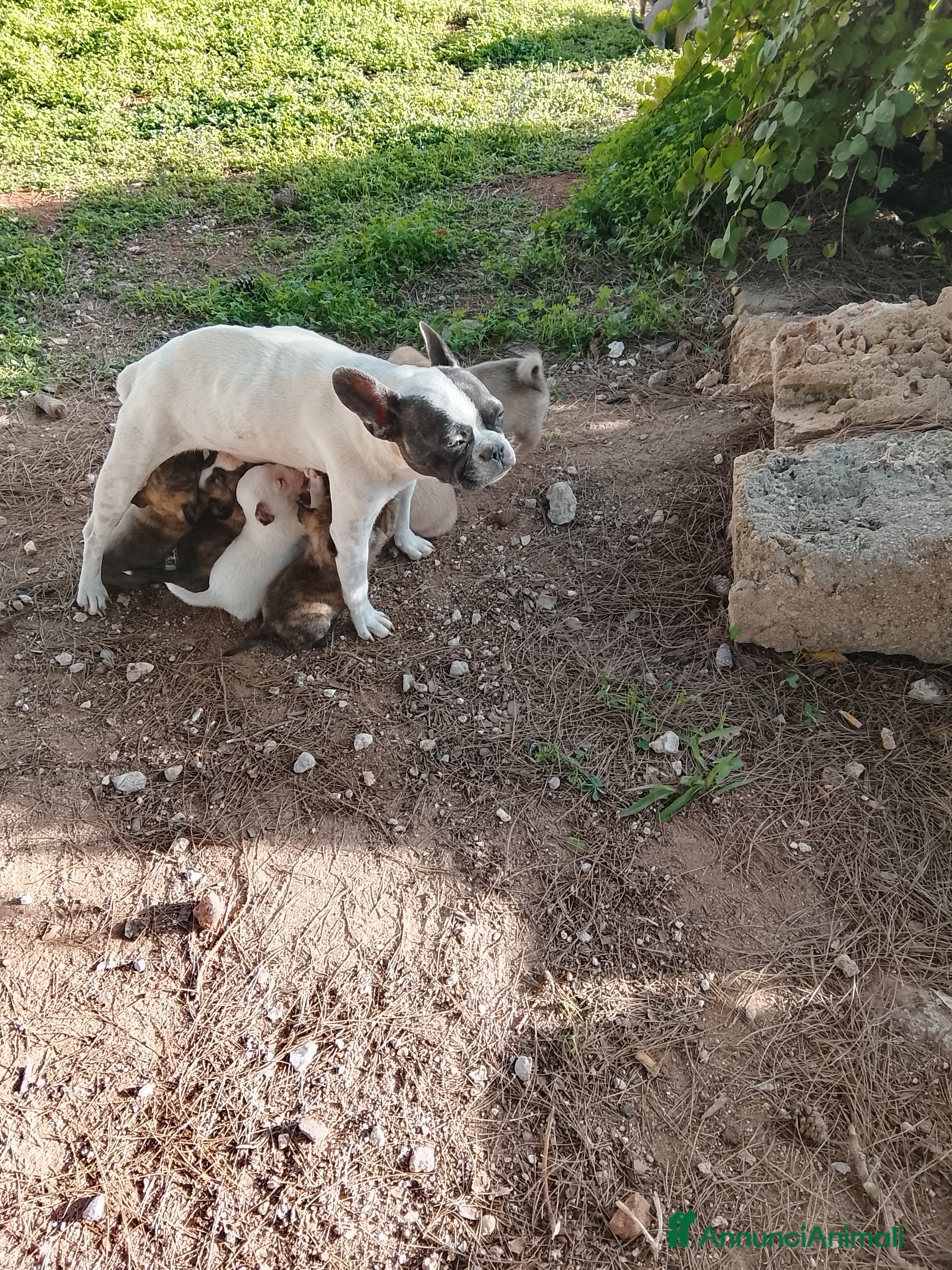 Meticcio cani 7 cuccioli incrocio fra Bulldog francese e meticci - Annuncio 6