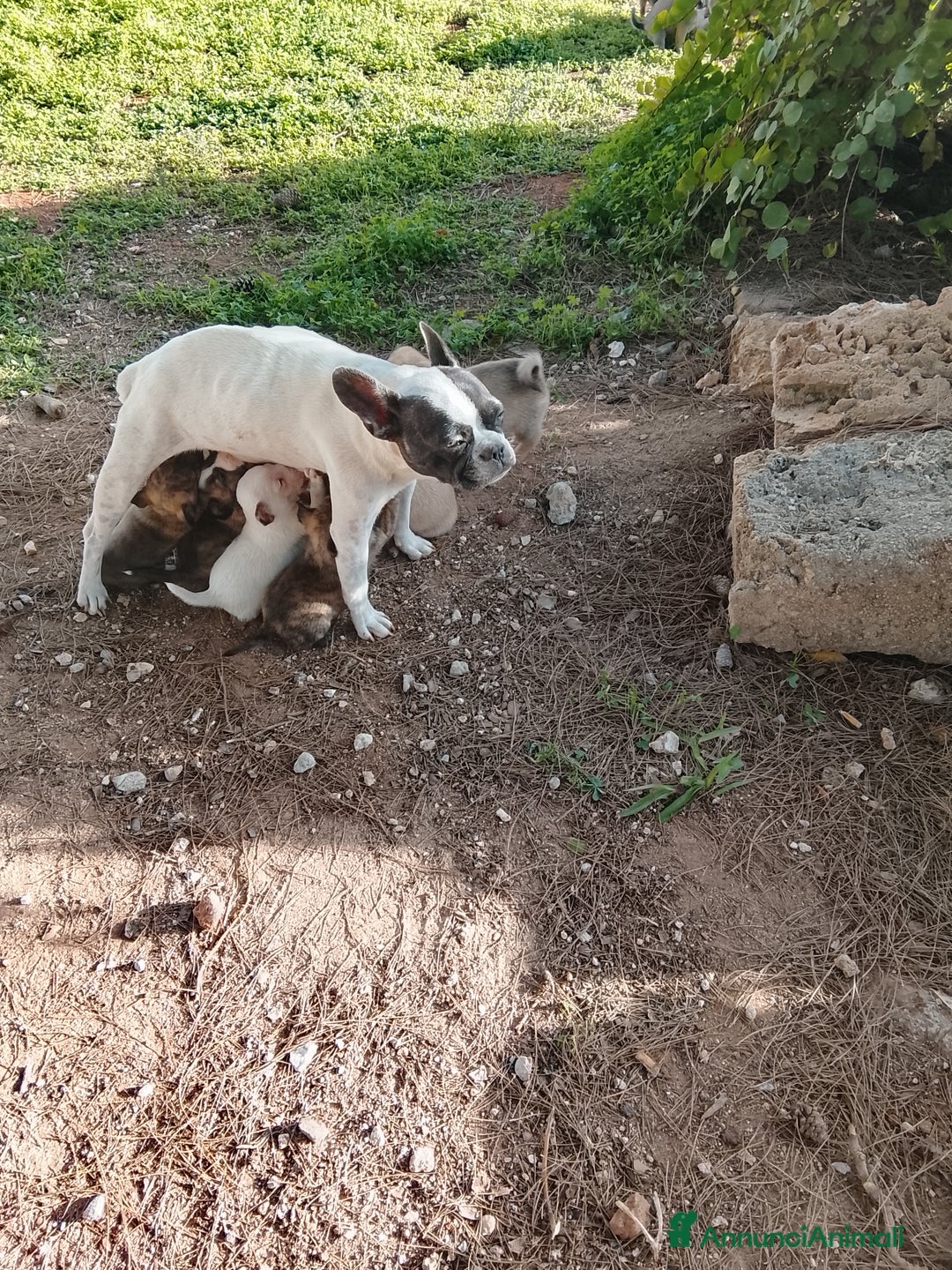 Meticcio cani in vendita: 7 cuccioli incrocio fra Bulldog francese e meticci - Annuncio 1