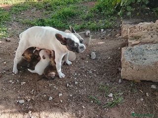 Meticcio cani 7 cuccioli incrocio fra Bulldog francese e meticci - Annuncio 1