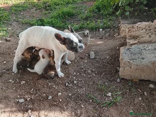 Meticcio cani 7 cuccioli incrocio fra Bulldog francese e meticci - Annuncio 40