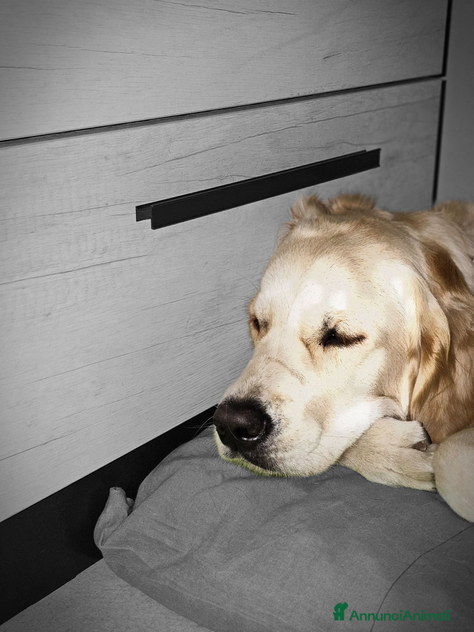 Golden Retriever cani Cuccioli golden line inglese  - Annuncio 2