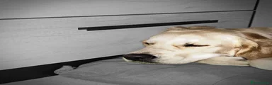 Golden Retriever 5