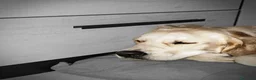 Golden Retriever cani in vendita: Cuccioli golden line inglese  - Annuncio 2