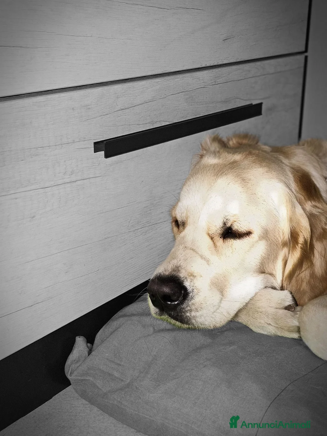 Golden Retriever cani in vendita: Cuccioli golden line inglese  - Annuncio 2