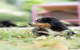 Bovaro del Bernese cani in vendita: Bernerdok's Aunts Cuccioli Y a Città Metropolitana di Torino - Immagine 6