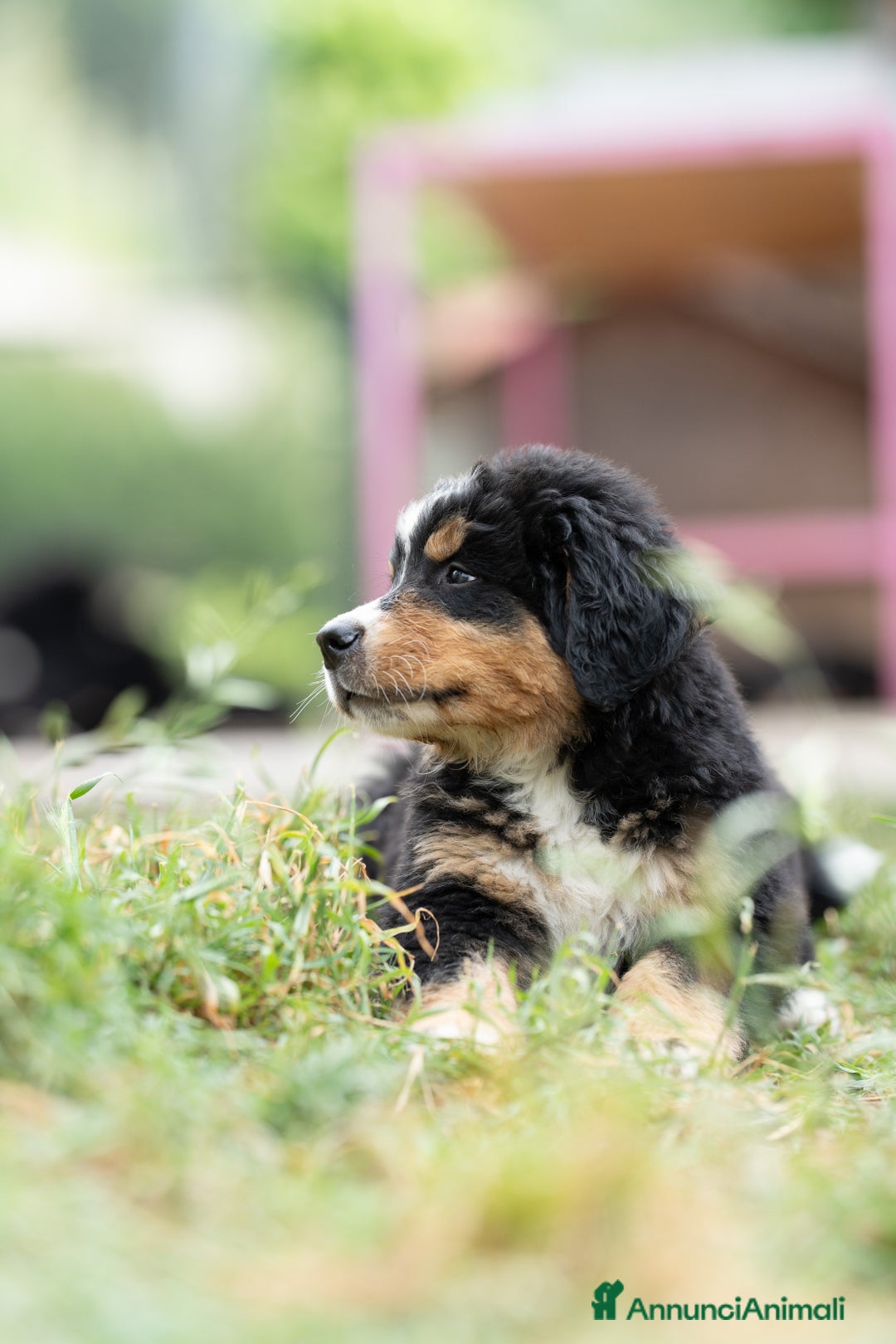 Bovaro del Bernese cani in vendita: Bernerdok's Aunts Cuccioli Y a Città Metropolitana di Torino - Immagine 6