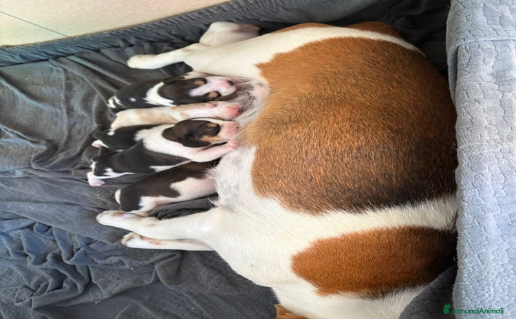 Beagle cani a Libero consorzio comunale di Ragusa - Annuncio 1