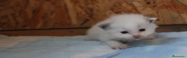 Ragdoll Gattino 4