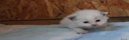 Ragdoll gatti in vendita: Ragdoll cuccioli con pedigree  - Annuncio 3
