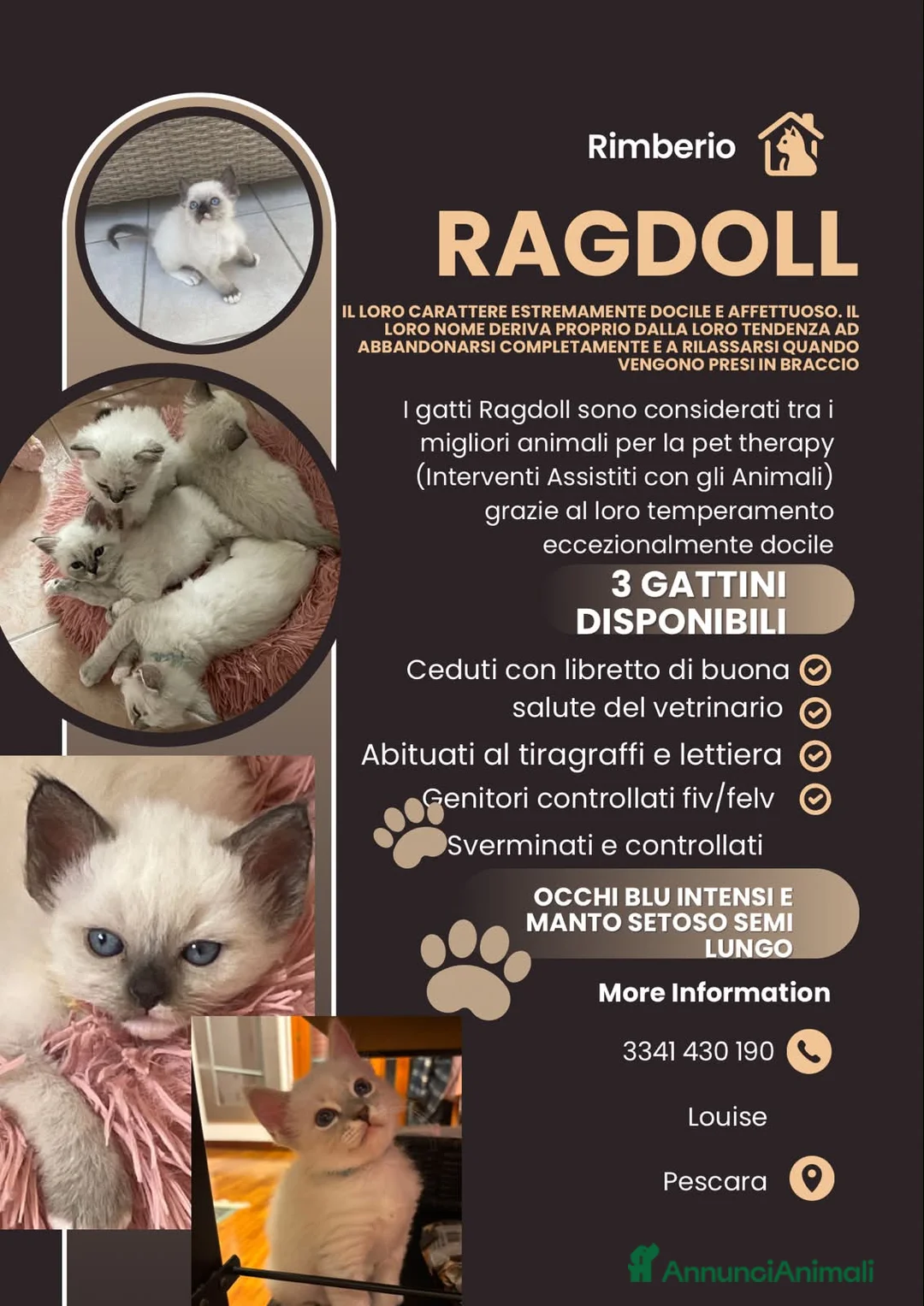 Ragdoll gatti in vendita: Gatto ragdoll - Annuncio 2