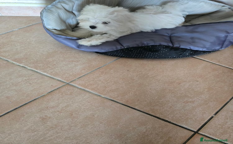 Maltese cani a Provincia di Ferrara - Annuncio 2