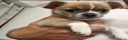 Chihuahua cani in vendita: Cuccioli di chihuahua  - Annuncio 7