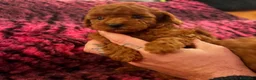 Barboncino Toy cani in vendita: BARBONCINI TOY RED  a Città metropolitana di Roma Capitale - Annuncio 2