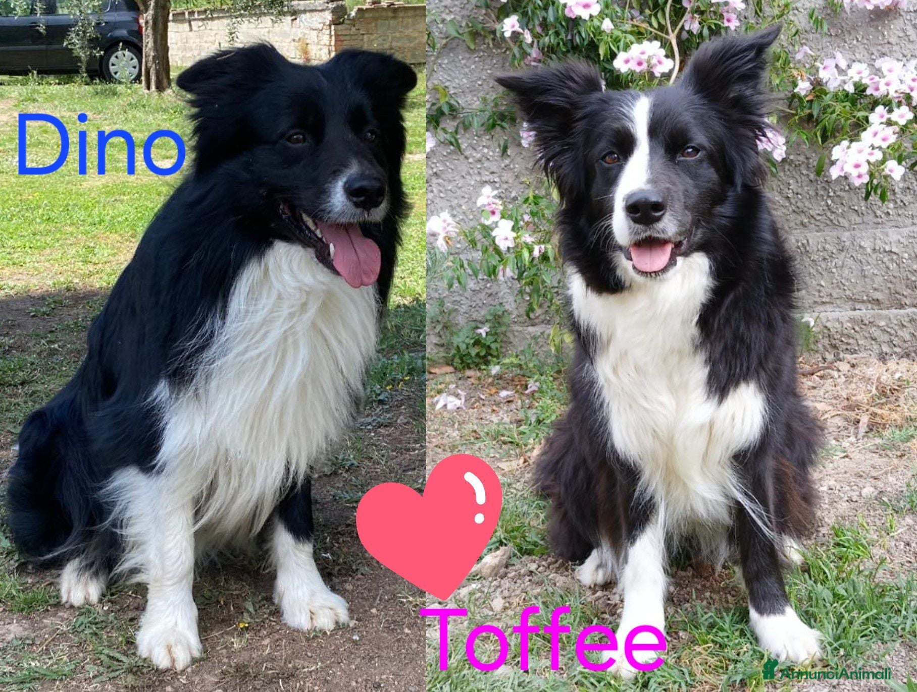 Border Collie cani 3 cucciole Border Collie - Annuncio 3