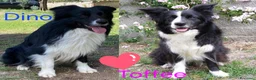 Border Collie cani in vendita: 3 cucciole Border Collie - Annuncio 1