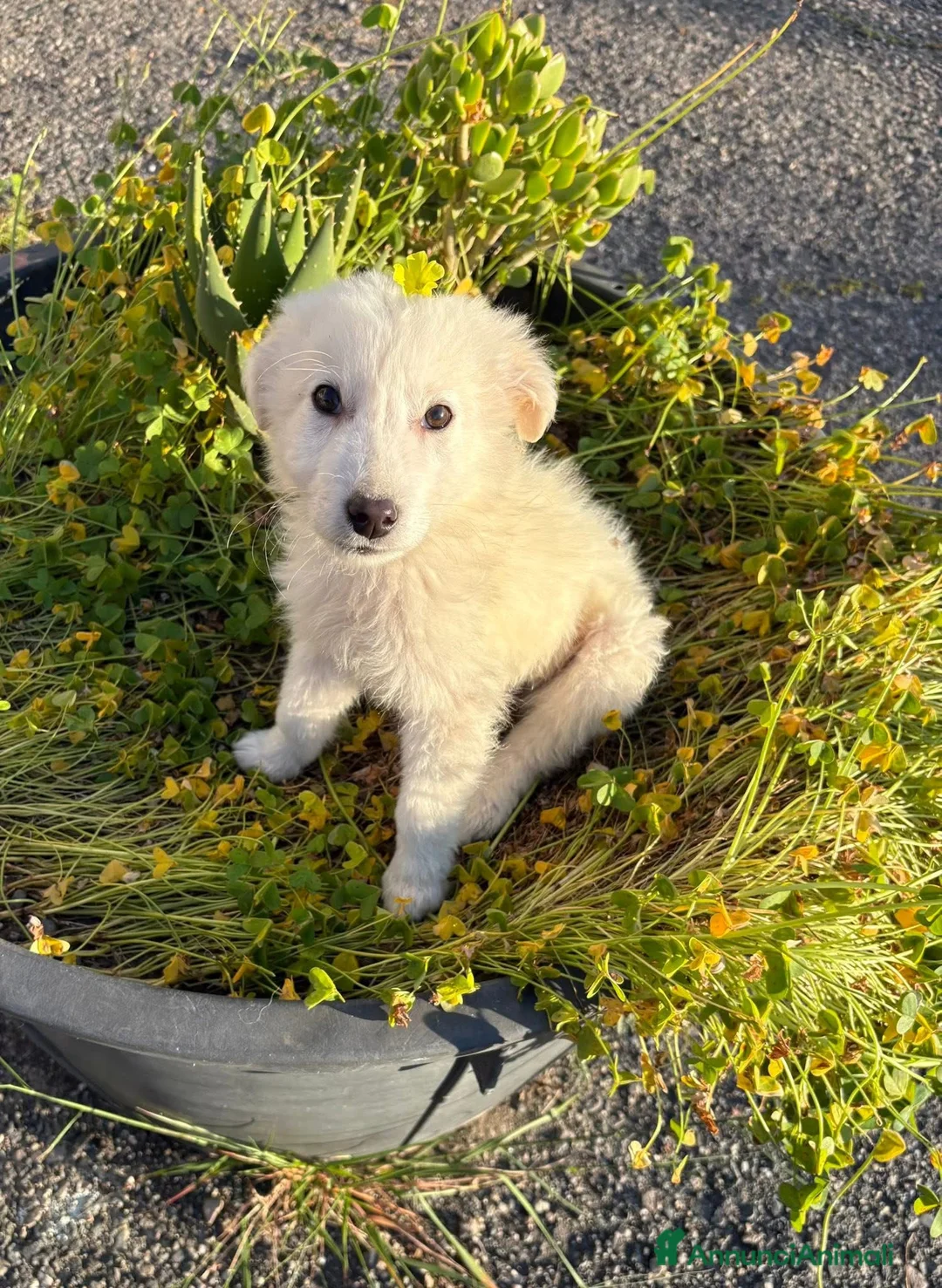 Pastore Maremmano cani in regalo: Sal, Sveva e Scarlett 🩵♥️♥️ - Annuncio 1