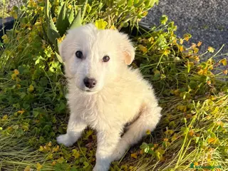 Pastore Maremmano cani Sal, Sveva e Scarlett 🩵♥️♥️ - Annuncio 1