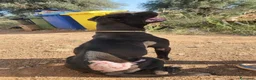 Pitbull cani in regalo: Yuma Pitbull buona,salvata 1anno fa,in canile SUD  - Annuncio 10