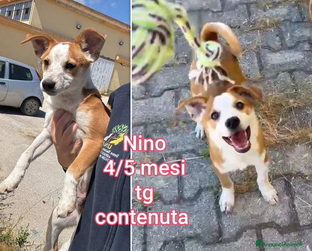 Meticcio cani in regalo: CUCCIOLI IN CERCA D'AMORE  a Provincia di Prato - Annuncio 2